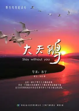 《大天鹅》：一场梦魇般的救赎，深藏的秘密与人性拷问
