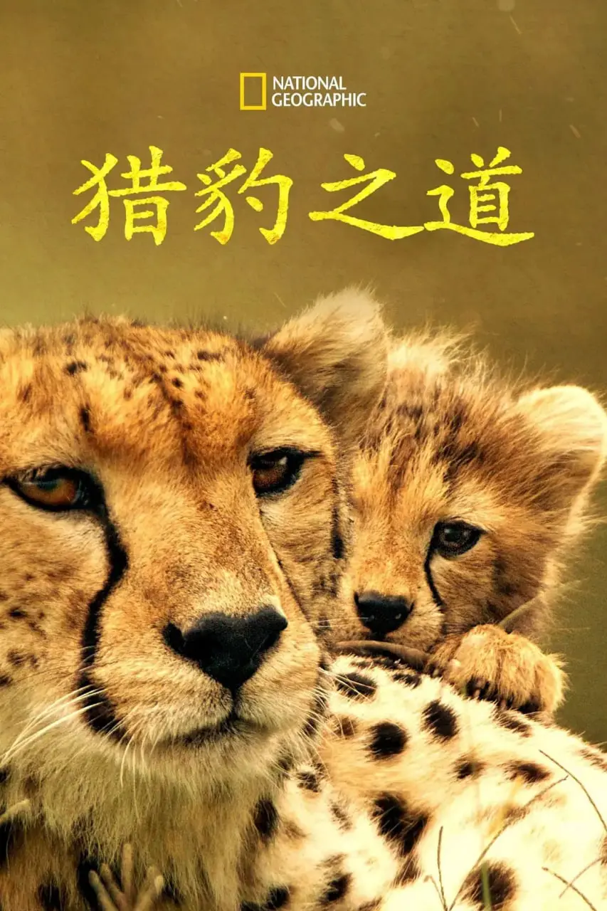猎豹之道 海报